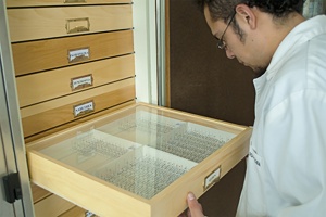 Almacenamiento de colecciones entomológicas 2