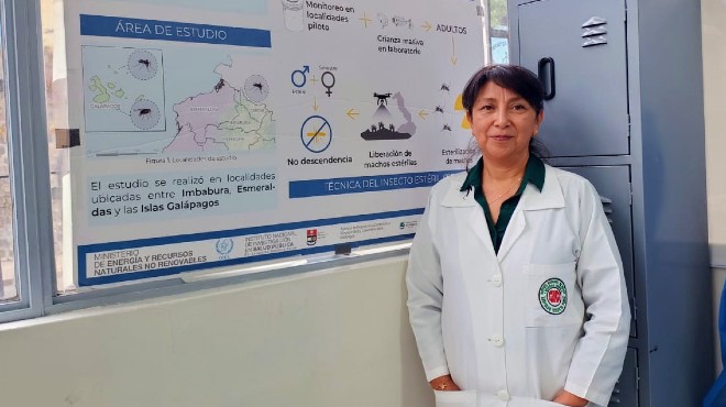 Asi avanza la biofábrica de mosquitos estériles que combaten enfermedades en Ecuador